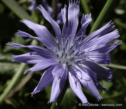 Image of chicory