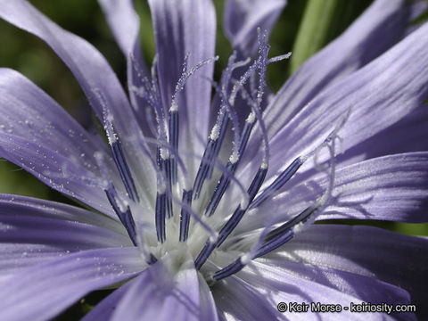 Image of chicory