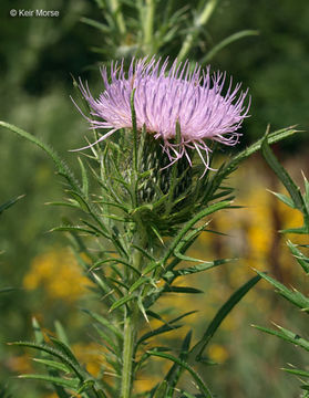 Image of field thistle