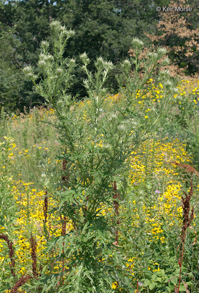 Image of field thistle