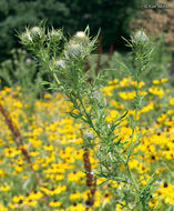 Image of field thistle