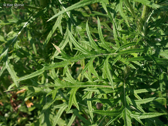 Image of field thistle