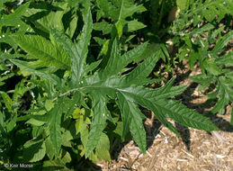 Image of field thistle