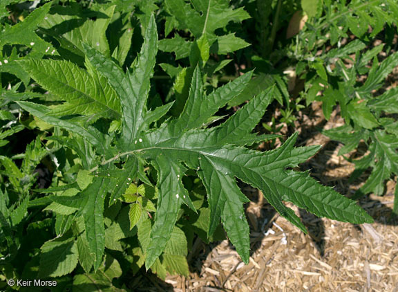 Image of field thistle