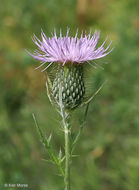 Image of field thistle