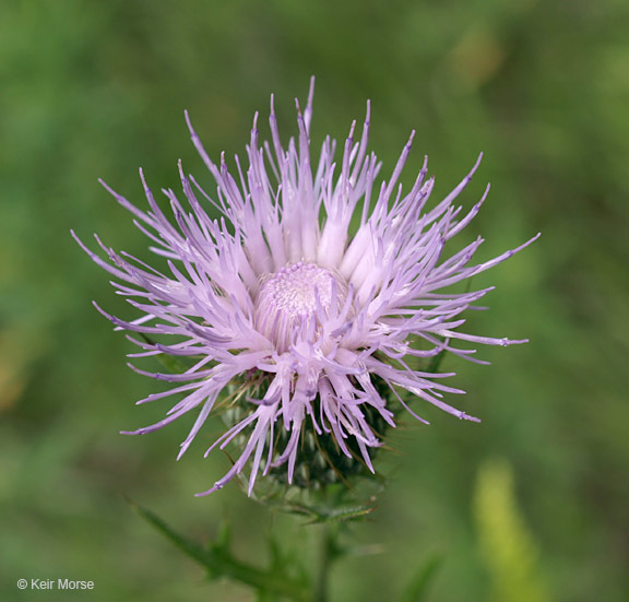 Image of field thistle