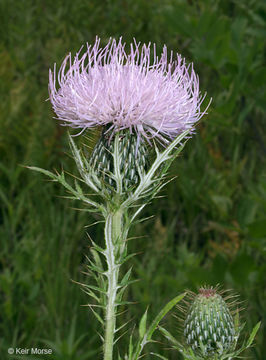 Image of field thistle