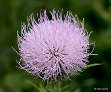 Image of field thistle