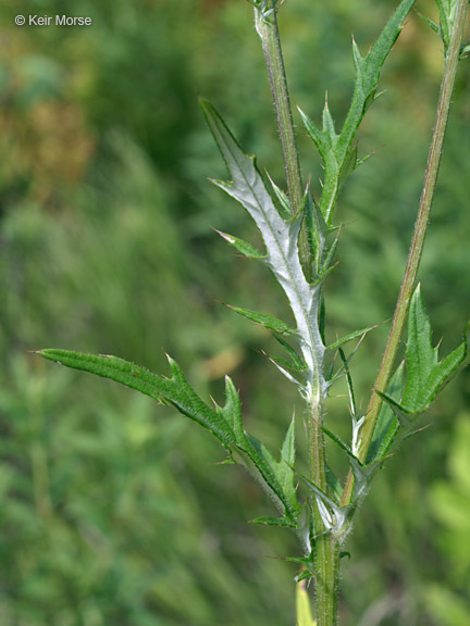 Image of field thistle