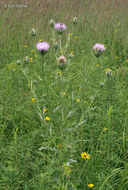 Image of field thistle