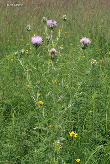 Image of field thistle