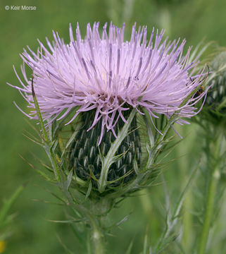 Image of field thistle