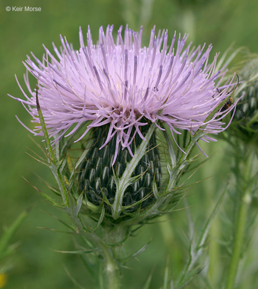 Image of field thistle