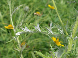 Image of field thistle