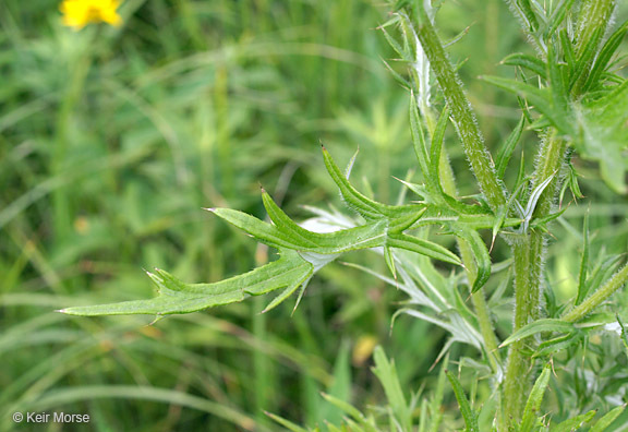 Image of field thistle