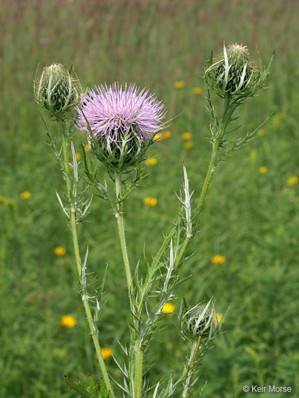 Image of field thistle