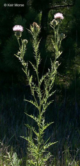 Image of field thistle