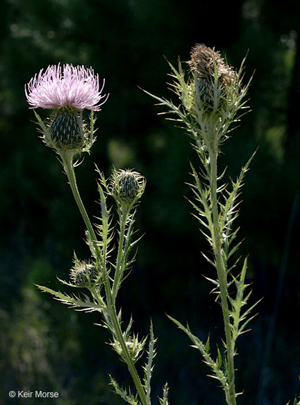 Image of field thistle