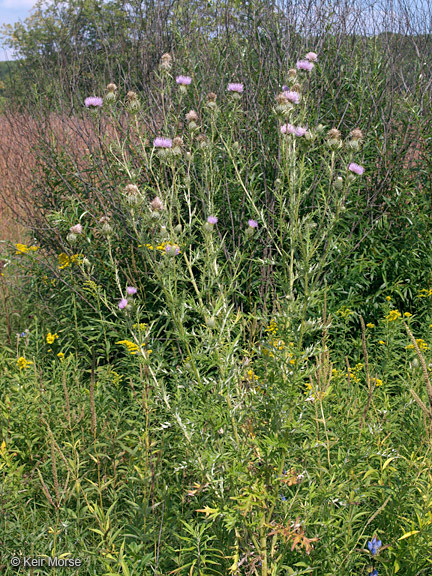 Image of field thistle