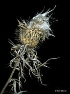 Image of field thistle