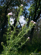 Image of field thistle