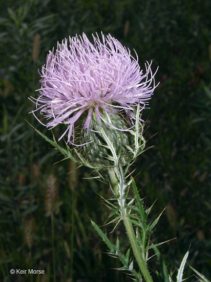 Image of field thistle