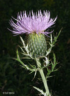 Image of field thistle