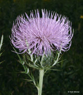 Image of field thistle