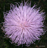 Image of field thistle