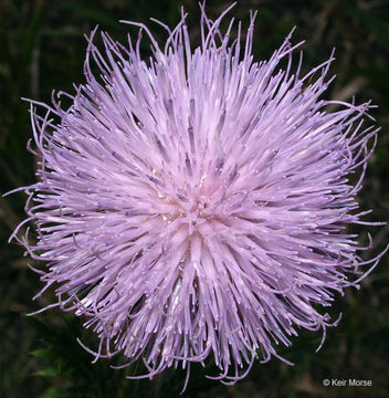 Image of field thistle