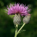 Sivun Cirsium muticum Michx. kuva