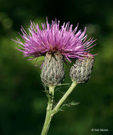 Imagem de Cirsium muticum Michx.