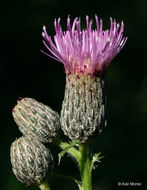 Imagem de Cirsium muticum Michx.