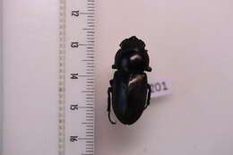 Image of stag beetles