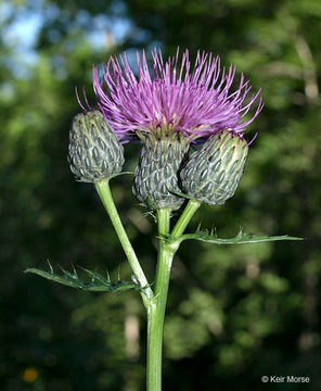 Image of swamp thistle