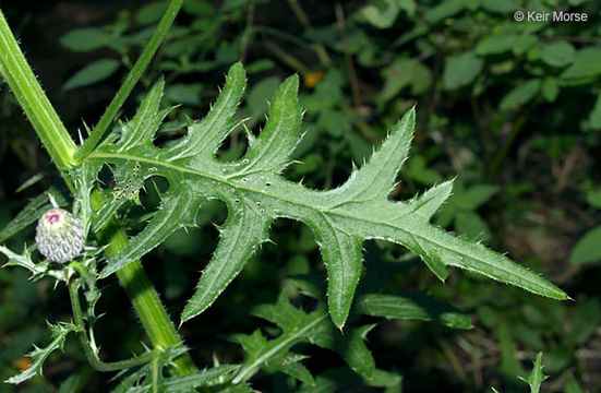 Image of swamp thistle