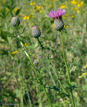 Image of swamp thistle