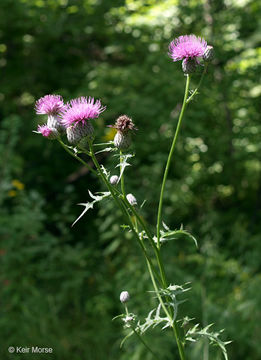 Imagem de Cirsium muticum Michx.