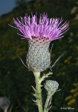 Image of swamp thistle