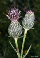 Imagem de Cirsium muticum Michx.