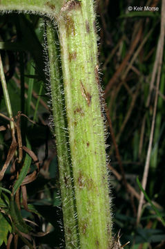 Imagem de Cirsium muticum Michx.