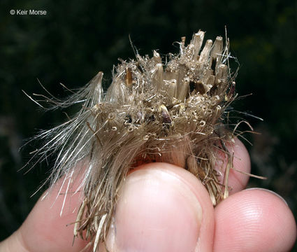 Image of swamp thistle