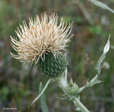 Plancia ëd Cirsium pitcheri (Torr. ex Eaton) Torr. & A. Gray