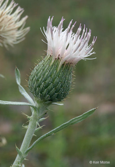 Imagem de Cirsium pitcheri (Torr. ex Eaton) Torr. & A. Gray