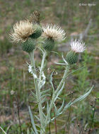 Imagem de Cirsium pitcheri (Torr. ex Eaton) Torr. & A. Gray