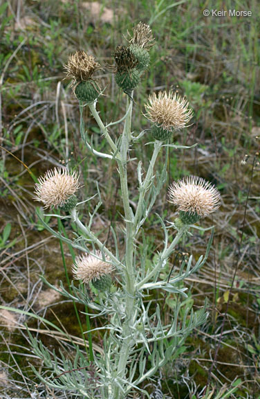 Imagem de Cirsium pitcheri (Torr. ex Eaton) Torr. & A. Gray