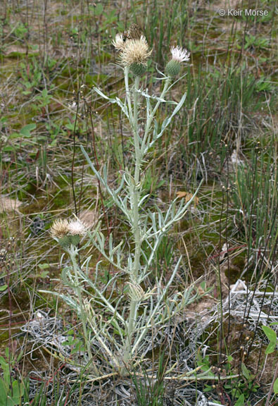 Imagem de Cirsium pitcheri (Torr. ex Eaton) Torr. & A. Gray