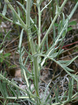 Imagem de Cirsium pitcheri (Torr. ex Eaton) Torr. & A. Gray