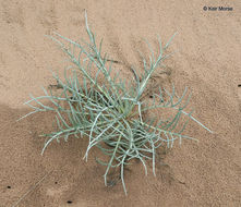 Imagem de Cirsium pitcheri (Torr. ex Eaton) Torr. & A. Gray