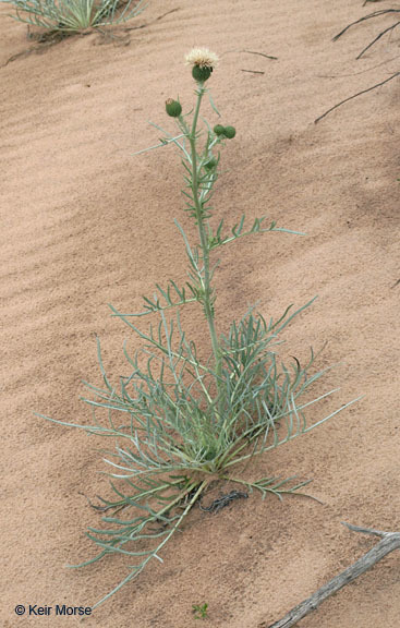 Imagem de Cirsium pitcheri (Torr. ex Eaton) Torr. & A. Gray